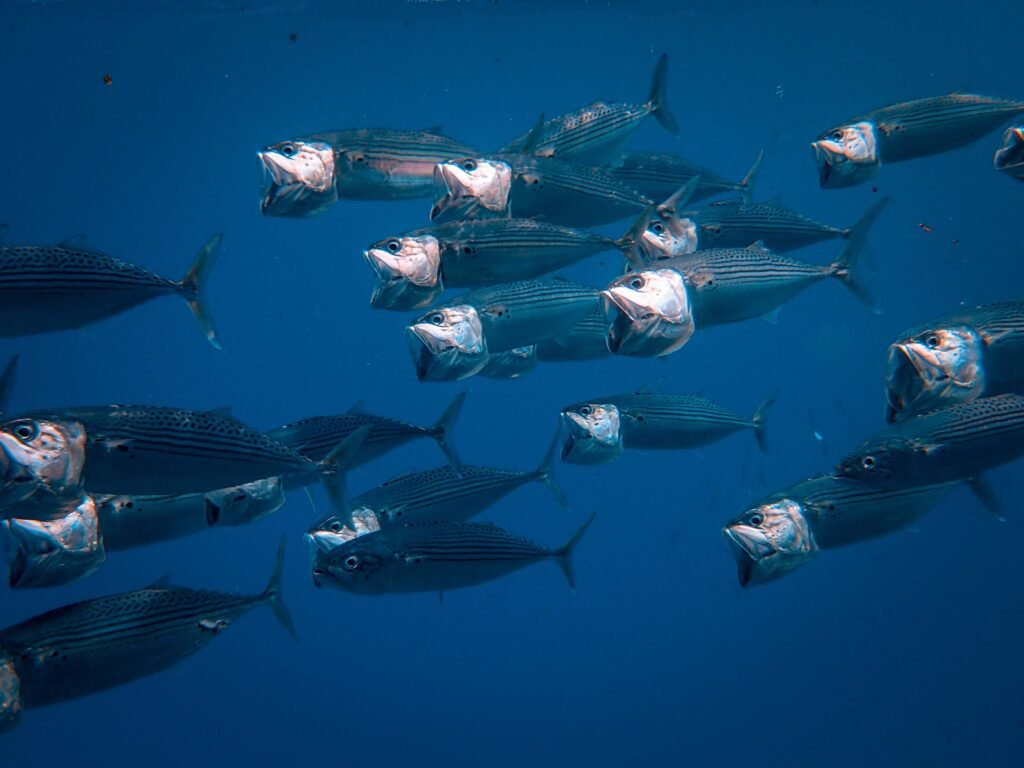 Tropical Fish